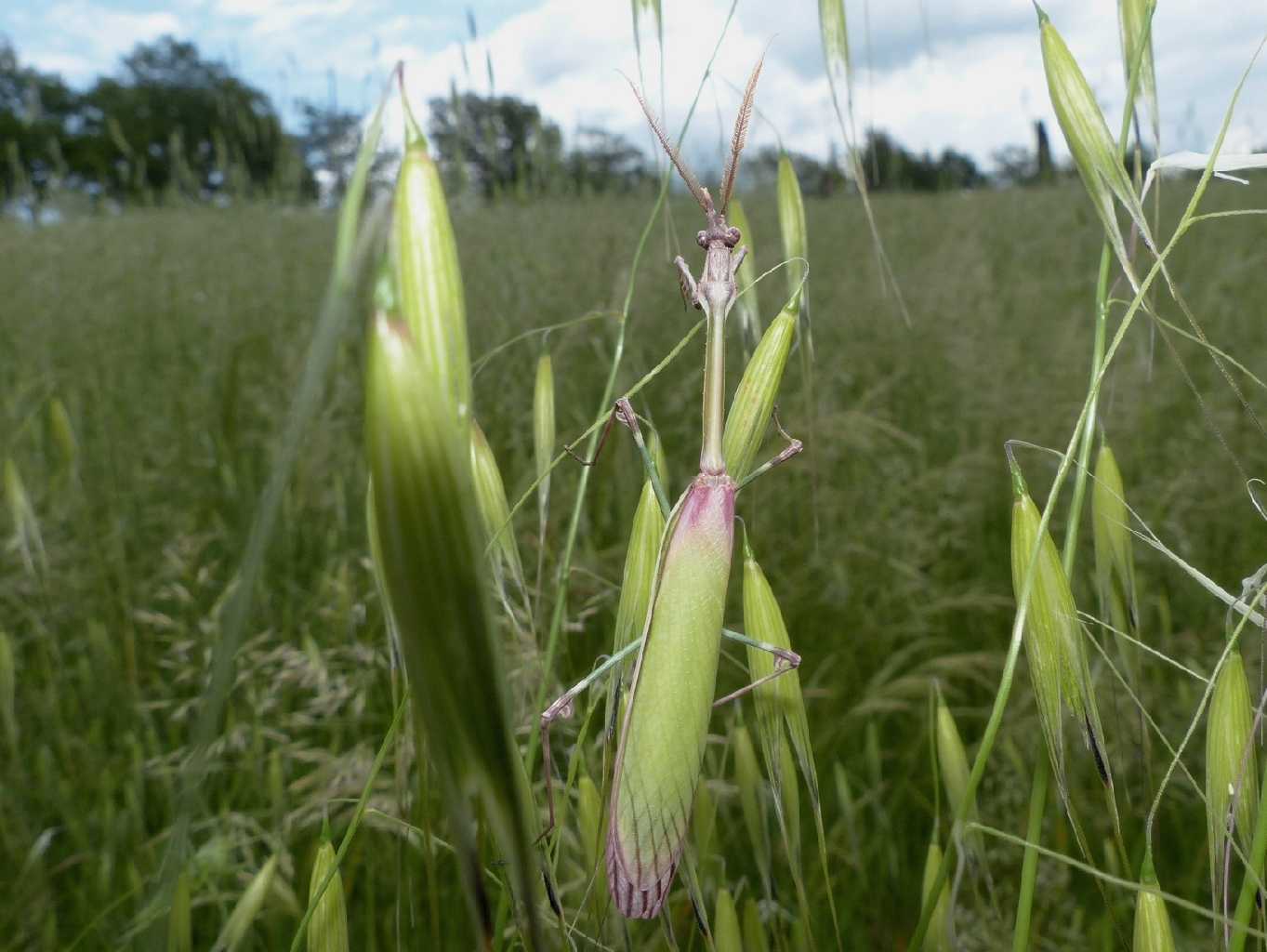 Maschio di Empusa pennata